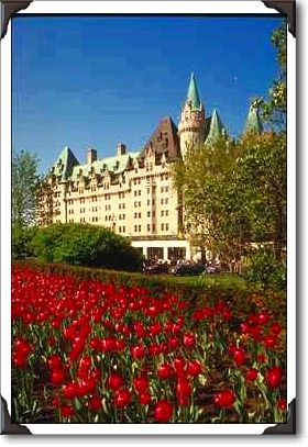Red tulips and Chateau Laurier