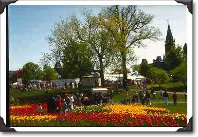 Tulip Festival, Major Hill's park
