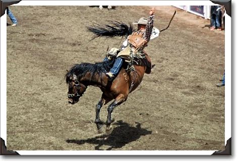 Calgary Stampede Rodeo, Saddle Bronc Trevor Millions/Lensdude.com