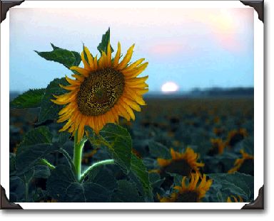 Sunflowers feel the heat of the setting sun on a dry summer day near Winnipeg, Manitoba.