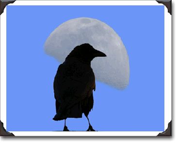 As the light breeze brings with it the first winter chill, a crow seems transfixed by the stunning beauty of a daytime moon.