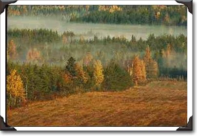 Trees and mist, St. Hilarion, Quebec in Charlevoix area
