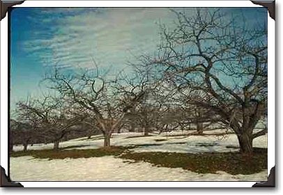Apple orchard in late winter, near Beebe, Quebec