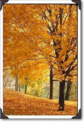 Autumn leaves, Quebec
