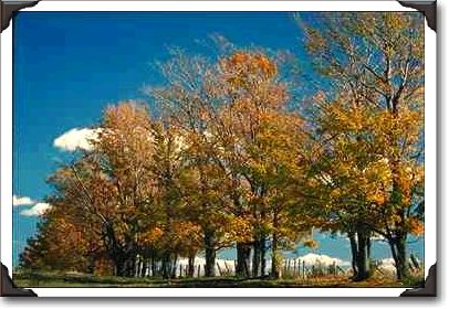 Trees in autumn near Magog, Quebec
