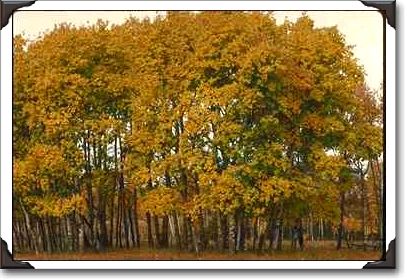Autumn foliage, Alberta