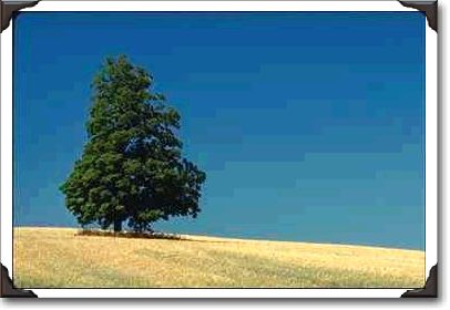 Tree and field of grain near Keene, Ontario