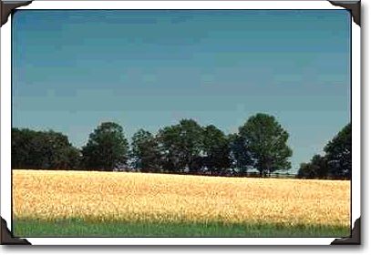 Field of oats near Keene, Ontario