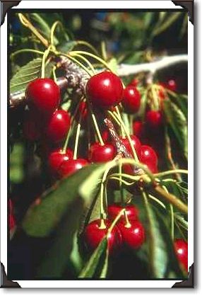 Cherries, Okanogan Valley, British Columbia
