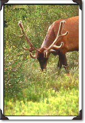Elk by the road side, Jasper Park, Alberta