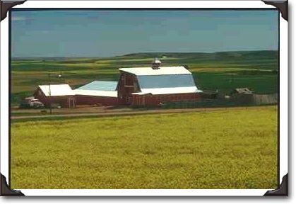 Farm and rapeseed fields, Alberta