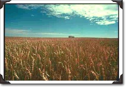 Wheat field, Saskatchewan