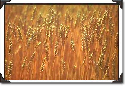 Wheat field near Weyburn, Saskatchewan