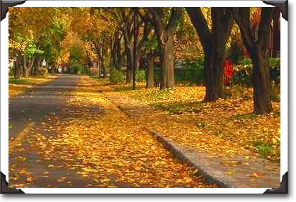 Street in autumn, Montreal, Quebec
