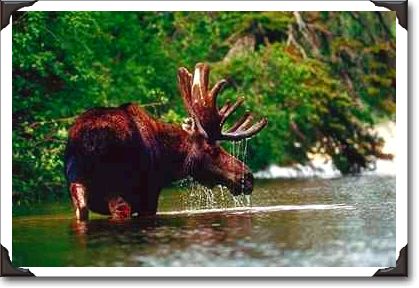 Moose, Pukaskwa National Park, Ontario