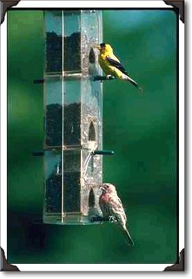 Goldfinch and sparrow at birdfeeder