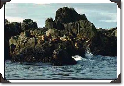 Wave-splashed rocks with sea lions, Queen Charlotte Islands