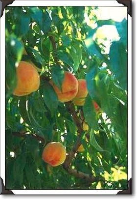 Peach tree, Okanagan Valley
