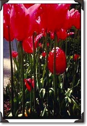 Jacqueline Lily, flowered tulip, Butchart Gardens, Victoria