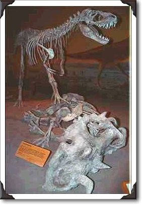 Deadly Centrosaurus, Royal Terrell Museum, Alberta