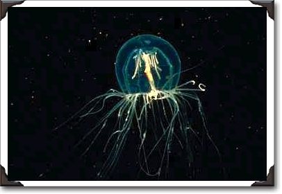 Penicillate medusa jellyfish, Vancouver Island