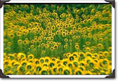 Sunflowers, Burnstown, Ontario