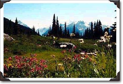 Mountain flowers in bloom, British Columbia