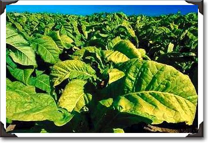 Tobacco fields, Ontario
