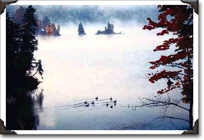 Morning mist with geese, Lake Lamabie, Ontario