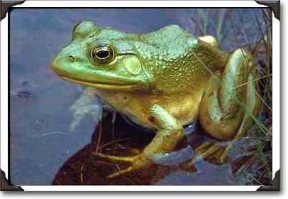 Bullfrog, Lake St. Peter, Ontario