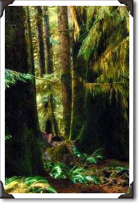 Rain forest, Tofino, British Columbia