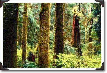 Rain forest, Tofino, British Columbia