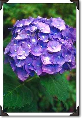 Purple flowers, Butchart Gardens, Victoria, BC