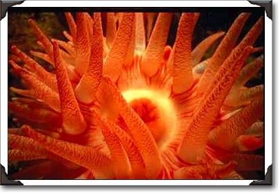 Large crimson anemone, Howe Sound, British Columbia