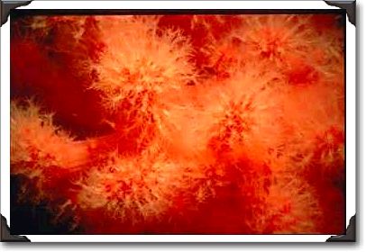 Soft coral branch, Browning Pass, British Columbia