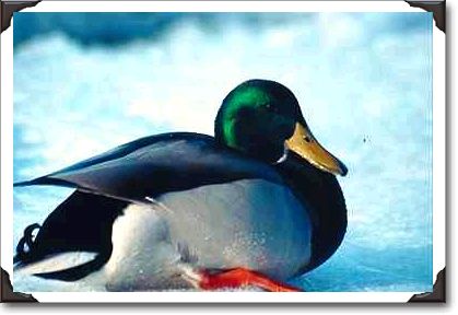 Mallard duck, Rideau River, Ottawa, Ontario