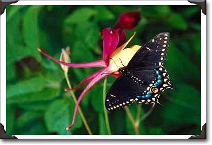 Black swallowtail on columbine flower, Ontario