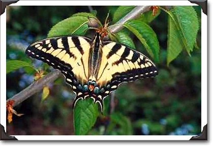 Zebra swallowtail, Ontario