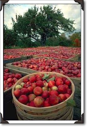 Annual apple harvest, Nova Scotia