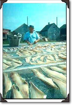 Drying salt cod, Nova Scotia