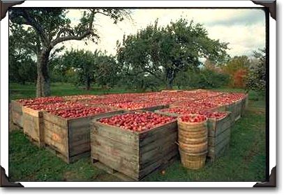 Apple harvest, Nova Scotia