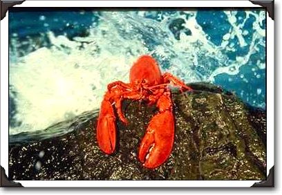 Famous Nova Scotian lobster, Atlantic Ocean
