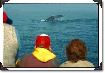Whale watching at Brier Island, Digby County, Nova Scotia
