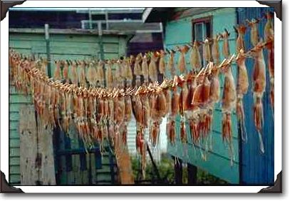 Drying squid, Twillingate, Newfoundland