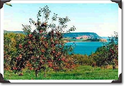 Apple orchard with Cape Blomindon in background, Nova Scotia