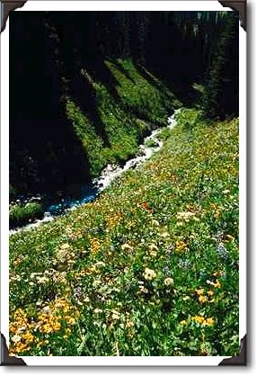 Mountain meadow with creek, British Columbia