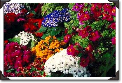 Floral display in Niagara Parks greenhouse, Niagara Falls, Ontario