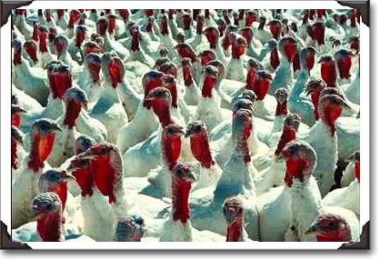 Turkeys in farm yard, Quebec
