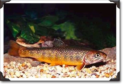Brook trout, Ontario