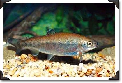 Rainbow trout, Ontario
